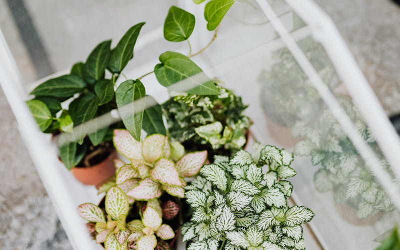 pexels-photo-4750333